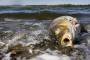 How Mass-Produced Meat Turned Phosphorus Into Pollution How Mass-Produced Meat Turned Phosphorus Into Pollution