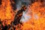 In the Line of Wildfire In the Line of Wildfire