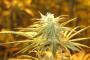 VA: Vets won’t risk losing benefits for treating PTSD with medical pot VA: Vets won’t risk losing benefits for treating PTSD with medical pot