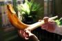 The shofar is the sound of Rosh Hashanah, a blast of horns to mark the Jewish New Year The shofar is the sound of Rosh Hashanah, a blast of horns to mark the Jewish New Year