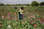 Afghanistan opium production, all-time high: Heroin ingredient farming widespread. Afghanistan opium production, all-time high: Heroin ingredient farming widespread.