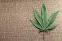Are Companies With Drug Tests Weeding Out Great Candidates? Are Companies With Drug Tests Weeding Out Great Candidates?
