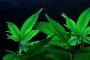 Ohio's marijuana legalization ballot measure, explained Ohio's marijuana legalization ballot measure, explained