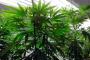 Colorado, Washington Pot Legalization Deals Drug War Major Blow Colorado, Washington Pot Legalization Deals Drug War Major Blow
