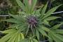 D.C. poised for a giant leap toward legalizing small amounts of marijuana D.C. poised for a giant leap toward legalizing small amounts of marijuana