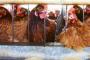 Amendment To Farm Bill Could Be End To Humane Farming Standards Amendment To Farm Bill Could Be End To Humane Farming Standards