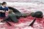 Faroe Island: The OTHER Cove With Horrific Dolphin Slaughter Faroe Island: The OTHER Cove With Horrific Dolphin Slaughter