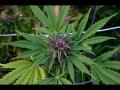 Marijuana Legalization in CO: Crime Down, Revenues Up Marijuana Legalization in CO: Crime Down, Revenues Up