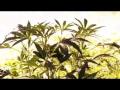 Super High Me (Part 7) Super High Me (Part 7)